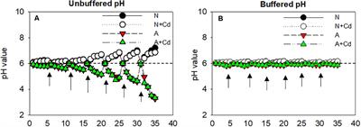 Nitrate Increases Cadmium Accumulation in Sweet Sorghum for Improving Phytoextraction Efficiency Rather Than Ammonium